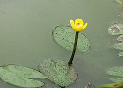 Nuphar pumila.