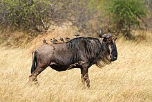 Wattled starlings eating ticks of a blue wildebeest in the Serengeti National Park