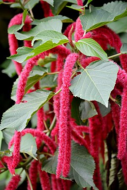 Acalypha godseffiana