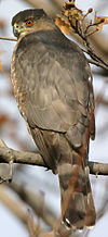 Cooper's Hawk