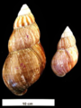 Adult shell size range