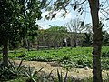 Edificio de la vieja desfibradora de Aké en ruinas.