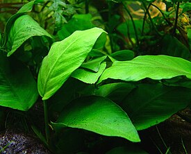 Anubias barteri var. nana, общий вид растения в аквариуме