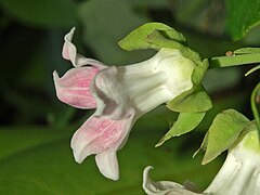 Fleur de profil.