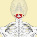 Forma y posición del atlas (se muestra en rojo), como se ve desde arriba. La cabeza ósea se muestra en semitransparente.