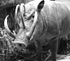 Babirusa pig, with two pairs of tusks, one at the end of the snout and another pair further up