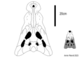 Skull comparisson between Baru wickeni and "Baru" huberi