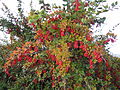 البرباريس العادي شجرة ذات أوراق مسننة وعناقيد من الثمار اللحمية. تتحول الثمرة والأوراق إلى اللون الأحمر الزاهي في الخريف.