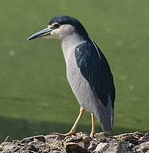 N. n. nycticorax, Колката, Западни Бенгал