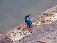 Blue-eared Kingfisher