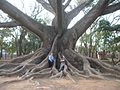 Image 19Buttress roots of the kapok tree (Ceiba pentandra) (from Tree)