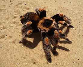 Паук-птицеед Brachypelma smithii