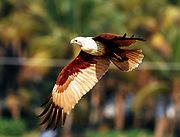 The brahminy kite (Haliastur indus) hunts for fish and other prey near the coasts and around inland wetlands.