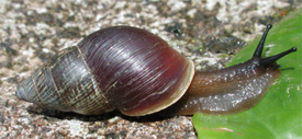 Bulimulus limnoides