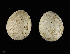 Deux œufs de forme ovoïde, mais un peu plus ronde que les précédents. Ils sont tous les deux très tachetés de brun très clair.