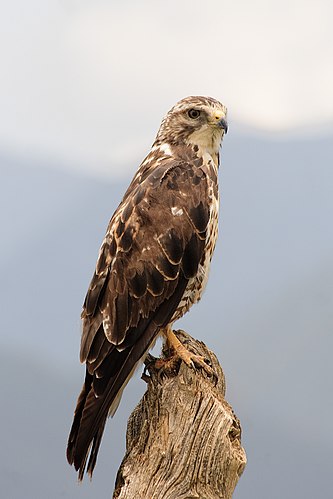 Канюк Свенсона (Buteo swainsoni)