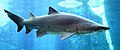 Image 6The sand tiger shark is a large coastal shark that inhabits coastal waters worldwide. Its numbers are declining, and it is now listed as a vulnerable species on the IUCN Red List. (from Coastal fish)