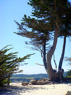 View towards the city's white-sand beach, Carmel-by-the-Sea; an old Monterey Cypress in the foreground