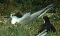 Sooty and Sandwich terns in colony