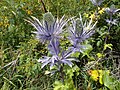 Eryngium alpinum (Asteraceae)