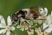 Cheilosia illustrata（英语：Cheilosia illustrata）