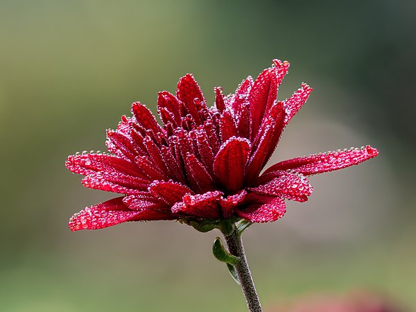 一朵带着露水的红色菊花（Chrysanthemum × morifolium）。摄于上弗兰肯行政区的一个花园里。32帧焦点合成。