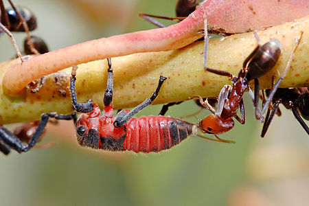 Common Jassid nymph and ant on an eucalyptus branch at Leafhopper, by Fir0002