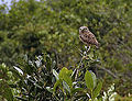 Coruja-buraqueira Athene cunicularia em guanandi. Peruíbe-SP