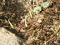 Crocus nudiflorus buds