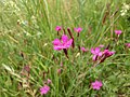 Dianthus deltoides