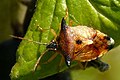 Elasmucha ferrugata