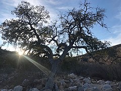 Emory Oak on a Hike, Tucson AZ