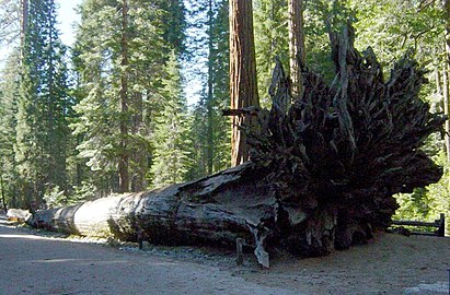Fallen Monarch, a fallen giant sequoia that is on the walking path leading to Grizzly Giant. (There used to be a parking lot near the Fallen Monarch, but Mariposa Grove has been reconfigured and there is no longer parking in that area.)
