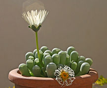 Hojas céntricas o terete (las verdes, gruesas y suculentas) en Fenestraria, una aizoácea.