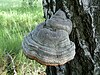 A grey-brown fungus with a resemblance to a horse's hoof growing from the trunk of a tree