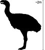 The Dromornithidae included the giant bird Genyornis newtoni