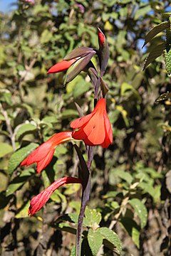 Description de l'image Gladiolus watsonioides mtkenya 01.jpg.