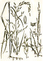 Glyceria fluitans (1) Illustration in: Jakob Sturm: "Deutschlands Flora in Abbildungen", Stuttgart (1796)