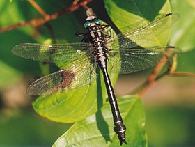 Gomphus vulgatissimus