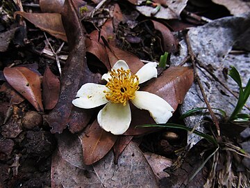 Gordonia obtusa