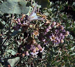 Grabowskia boerhaviifolia.