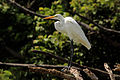 Garza real (Ardea alba)