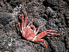 Crabe rouge d'Hawaii