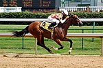 Un Pur-sang en course de galop à l'hippodrome de Churchill Downs.