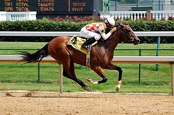 Cheval pur-sang anglais galopant sur le champ de courses de Churchill Downs à Louisville, dans le Kentucky (USA) : en sport et en loisir, on retrouve le cheval dans les disciplines de l’équitation, du sport équestre et du sport hippique. (définition réelle 3 008 × 2 000)