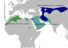 Aire de répartition de l'Outarde de Macqueen