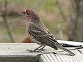 slika 1. Carpodacus mexicanus