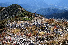 主峰頂附近的玉山圓柏白木林。