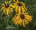 Orange sneezeweed, near Santa Fe Ski Basin