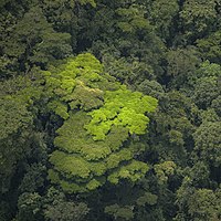 Nationalpark von Nyungwe